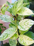 Snow Marble Queen Pothos Cuttings - 3 Fresh Cuttings - Epipremnum aureum - No Roots