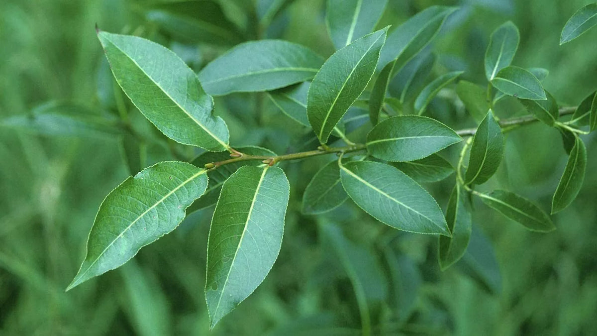 Bay Leaf Willow Cuttings - 4 Cuttings - Rare Salix pentandra