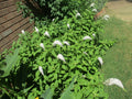 Gooseneck Loosestrife Roots, 10 Pack, Lysimachia clethroides, Perennial Plant, Hardy Ground Cover, Flowering Garden Plant