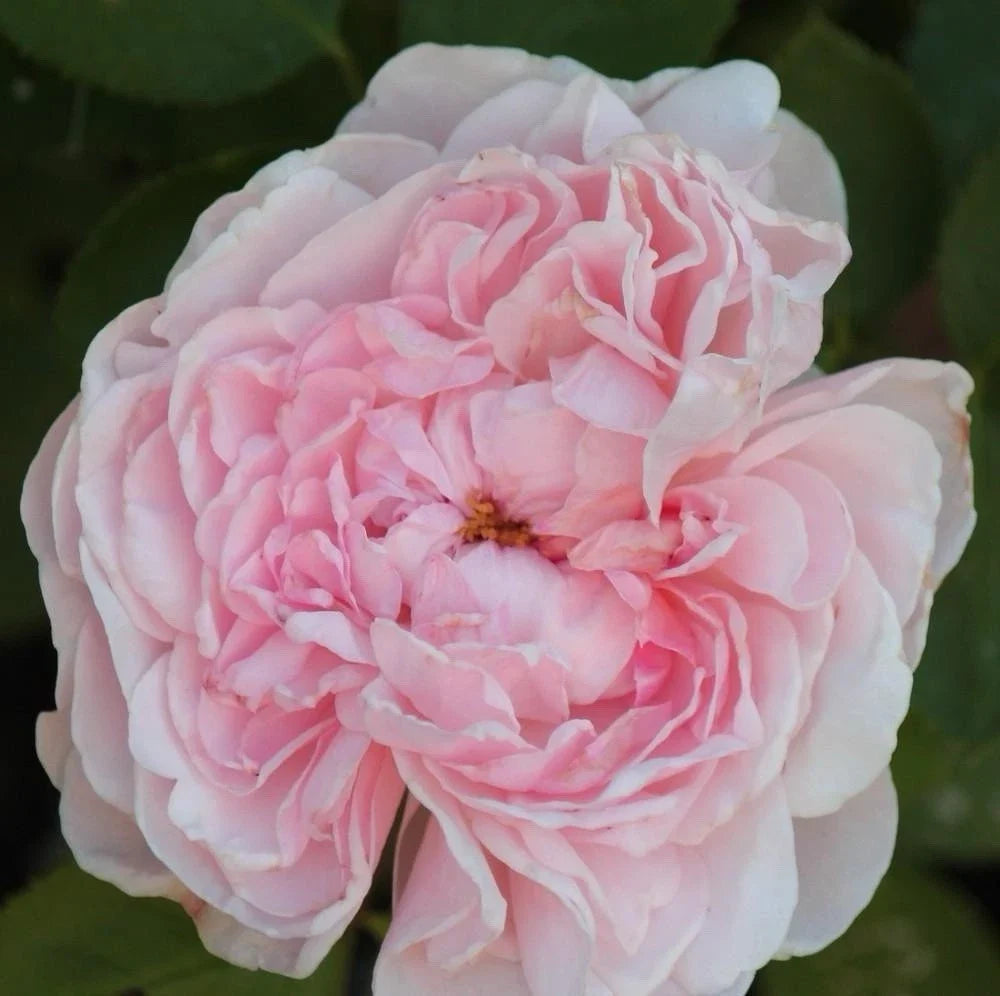 Climbing Rose Cuttings - 3 Fresh 6” Long Unrooted Cuttings - Rosa spp.