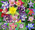 Multicolor Columbine Seeds (100 Seeds) - Non-GMO - Aquilegia caerulea Glass McKana Hybrid