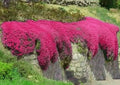Red Creeping Thyme Seeds - 500+ Non-GMO Groundcover - Thymus serpyllum - Drought-Tolerant Garden Plant