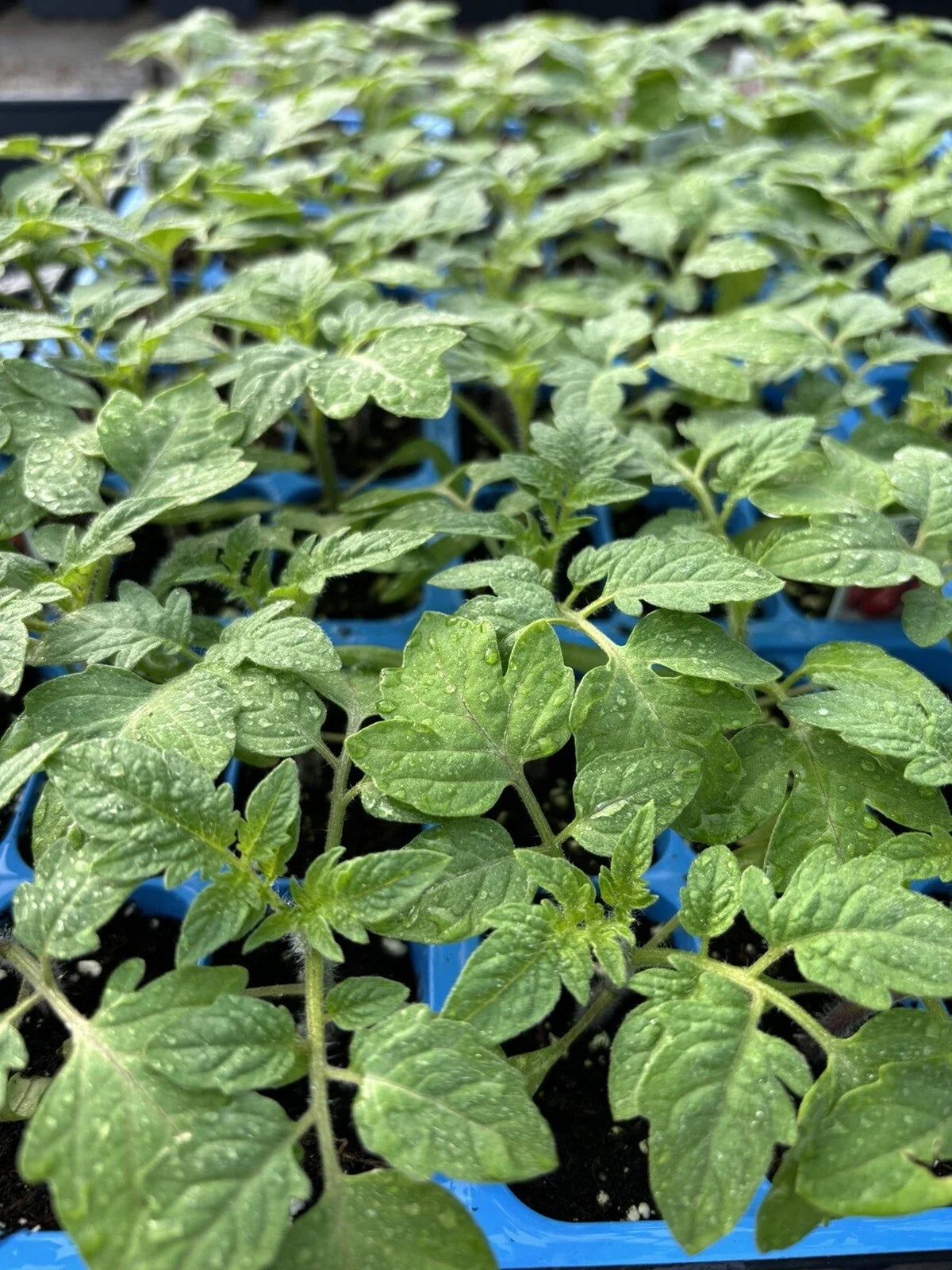 Lot of 2 Rare Old German Tomato Live Plants, Heirloom Variety, Solanum lycopersicum