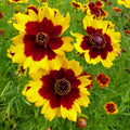 Coreopsis Seeds | Non-GMO Plains Variety | Flower Seeds | Free Shipping | 1271