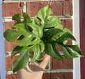 Mini Monstera Cuttings - 2 Leaves 2 Nodes - Rhaphidophora Tetrasperma Plant Cuttings for Propagation
