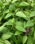Thai Basil Seeds - 100+ Non-GMO Seeds - Ocimum basilicum - Buy 2 Get 2 Free