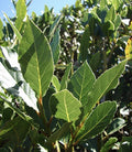 Sweet Laurel Bay Tree Cuttings - 5 Pack - Laurus nobilis - Aromatic Culinary Herb - Free US Shipping
