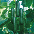 Socrates Cucumber - 25+ Seeds for Garden Planting - Cucumis sativus - USA Grown, Non-GMO