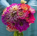 Zinnia Seeds for Planting - Meteor Shower Mix, 100 Seeds, Colorful Annual Flowers, Zinnia elegans