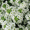 Sweet Alyssum Seeds, Carpet of Snow, White Heirloom, Non-GMO, 1000 Seeds, Perennial Flower, Garden Plant