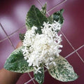 Thai Snow Ixora Starter Plant - Variegated White Flowers - Ixora 'Thai Snow' Rooted Plant