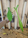 Philodendron Joepii XL Matured Aroid Plant 3.5" Pot Tall Variety with Larger Trunk
