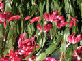 Christmas Cactus Cuttings - 6 Fresh Segments, Schlumbergera Buckleyi, Old Fashion Variety