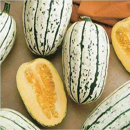 Delicata Squash Seeds | Heirloom Non-GMO Variety | Cucurbita pepo | Vegetable Gardening Seeds