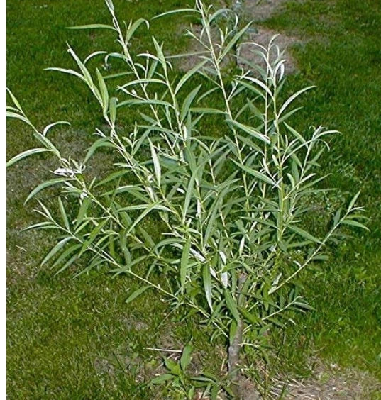 Jumbo Hybrid Willow Cuttings - 5/8 to 1 inches Thick - Salix X.