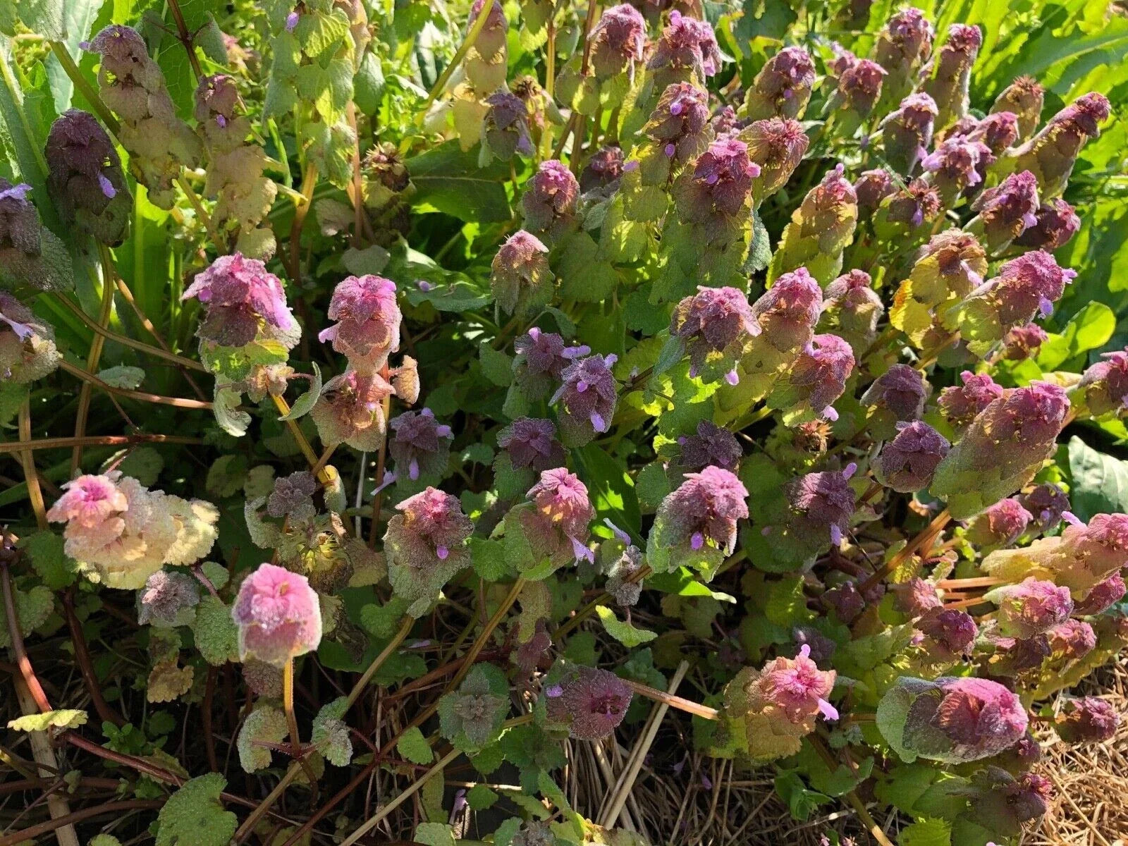 Organic Purple Dead-Nettle 25 Seeds - Medicinal Herb Lamium Purpureum Archangel