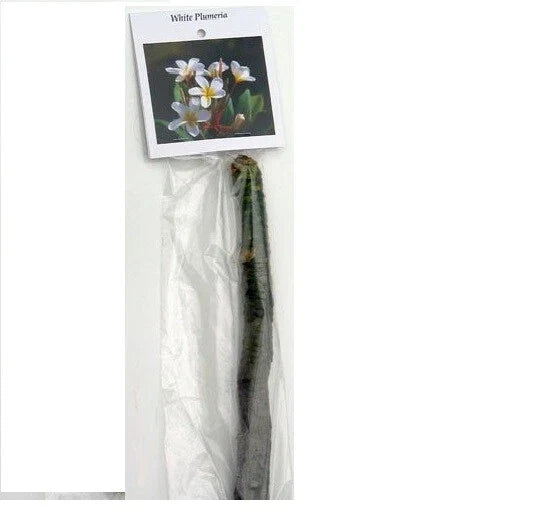 1 White Hawaiian Plumeria Cutting | 9–12" Unrooted Stem | Fragrant Tropical Flower | Frangipani Tree Starter Plant