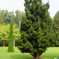 Eastern Red Cedar Hedge Shrub Tree Seeds - 50+ Seeds (Juniperus virginiana) - USA Seller