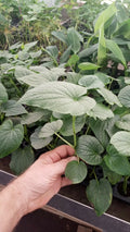 Super Rare Live Piper Methysticum Plant with Rootball