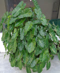 Philodendron Burle Marx 10" - 12" Well Rooted Indoor Outdoor Plant - Ships Bare Root, Philodendron 'Burle Marx'