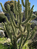 Opuntia Subulata “Eve’s Needle Cactus” Bundle - 8-10" Tall Lot of Cuttings - Prickly Pear Succulent Plant
