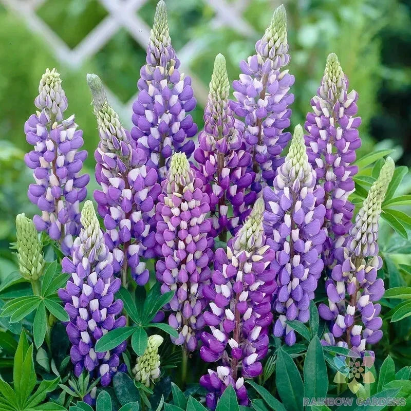 Gallery Blue Lupine 25 Seeds - for Garden Planting - Lupinus nootkatensis - USA Grown, Free Shipping