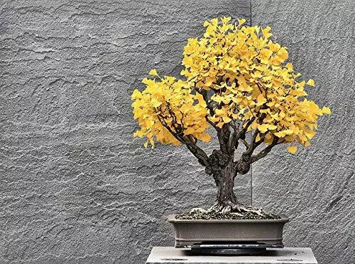 Bonsai Ginkgo Biloba Tree Seeds - 5 Seeds - Edible Leaves - Memory-Enhancing Plant