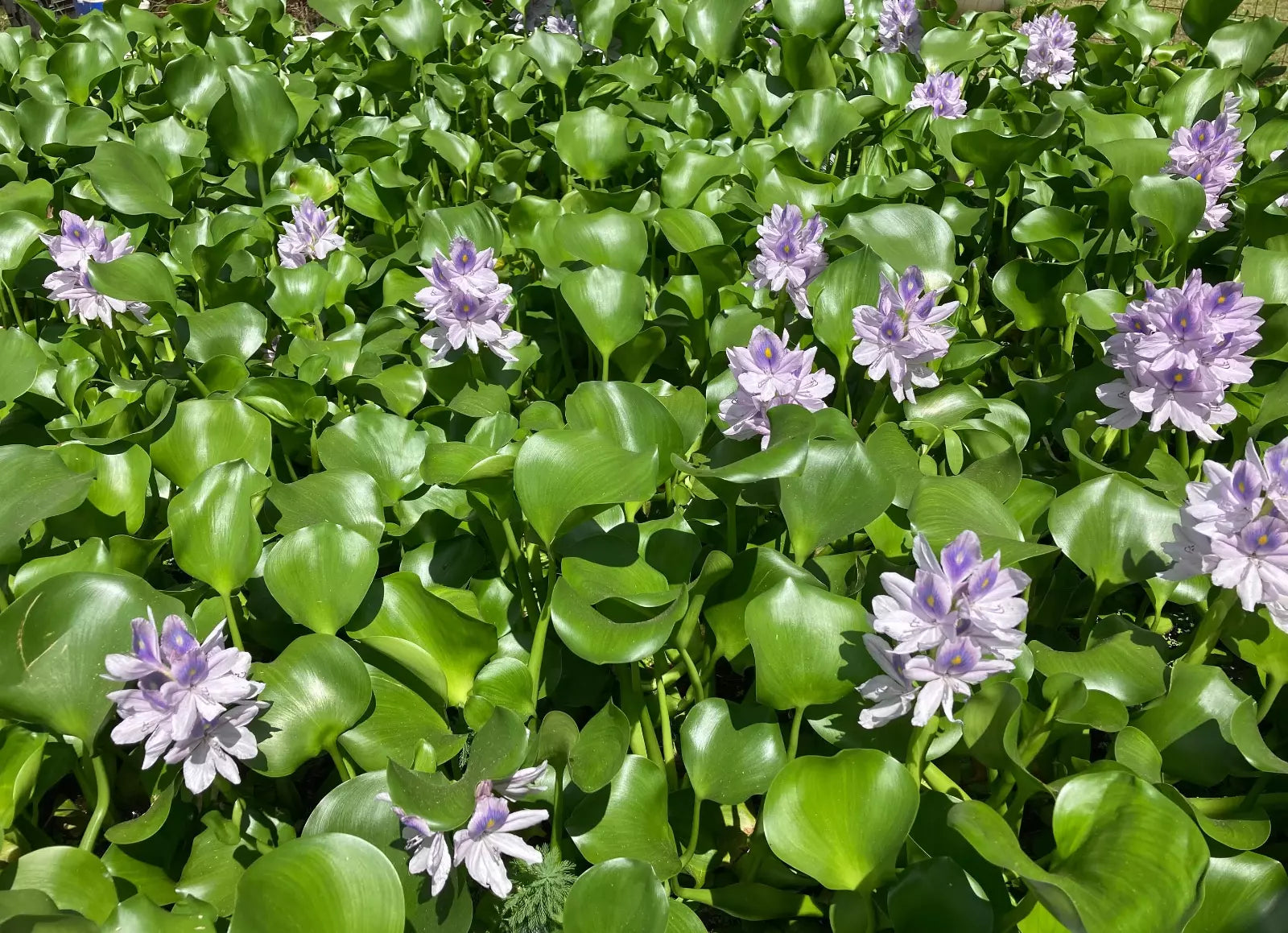 Water Hyacinth Plants - 10 Medium Floating Live Pond Plants - Eichhornia crassipes - Natural Algaecide for Tanks and Ponds