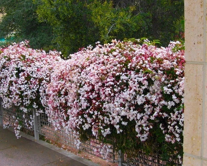 Pink Jasmine Starter Plant - Extremely Fragrant Jasminum Polyanthum - Rooted Variety for Home Gardens and Patios