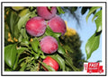 Dwarf Santa Rosa Plum Tree - Bare Root Compact Fruit Tree - Prunus salicina