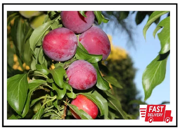 Dwarf Santa Rosa Plum Tree - Bare Root Compact Fruit Tree - Prunus salicina