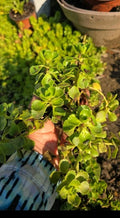 Stonecrop Sedum Plants - Dragons Blood Variety - Ground Cover Succulent - Sedum spurium