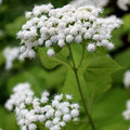 White Snakeroot Seeds - Eupatorium rugosum - Native Wildflower Seeds for Garden or Pollinator Planting
