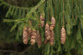 Norway Spruce Tree Seeds - 50 Count - Beautiful Evergreen - Picea Abies