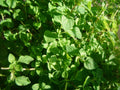 Thyme Herb Seeds - 1000 Count - Common Variety (Thymus vulgaris) - Culinary Herb for Gardens and Containers