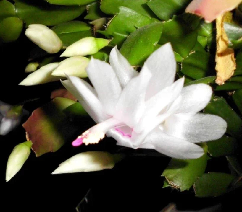 Thanksgiving Cactus Cuttings 2-Segment White Schlumbergera Truncata - Freshly Cut Unrooted Plant Cuttings