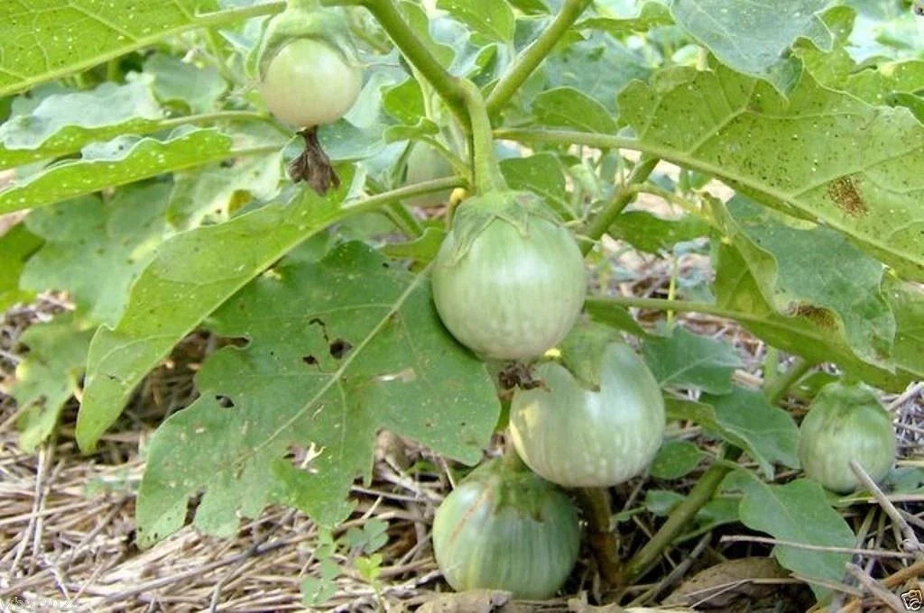Thai Eggplant Seeds 200 Heirloom Seeds "Petch Siam" Green Variety Solanum melongena