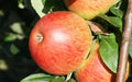 25+ Charles Ross Apple Seeds for Planting - Heirloom Variety - Malus domestica - USA