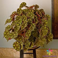 Kit Kat Begonia Seeds - 25+ Count - Garden Planting - USA Grown - Free Shipping - Ideal for Indoor/Outdoor Use