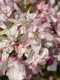 25+ Pink Perfection Crabapple Seeds for Garden Planting - Malus 'Pink Perfection' - USA Grown, Free Shipping