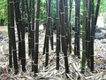 150 Black Bamboo Seeds - Rare Variety for Planting - Phyllostachys Nigra