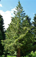 Eastern Red Cedar Tree 1ft Evergreen Conifer Juniperus Virginiana Live Plant Seedling USA