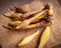 Finger Root Starter Plant 4-6 inches - Live Ginger Plant - Zingiber zerumbet - Organic Herb for Home Garden