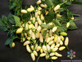 White Bullet Habanero Hot Pepper Seeds - 25+ Pack - Capsicum chinense - Premium Garden Seeds - USA