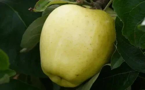 Yellow Transparent Apple Seeds - 25+ Heirloom Seeds for Garden Planting - Malus domestica - USA - Free Shipping