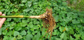 Golden Goddess Bamboo Starts - 5 Pack, Bambusa Multiplex, Cold Tolerant & Clumping Plant