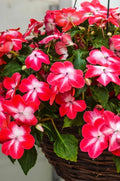 Impatiens Seeds 100 Pack - Super Elfin XP Red Starburst - Busy Lizzy Impatiens Walleriana