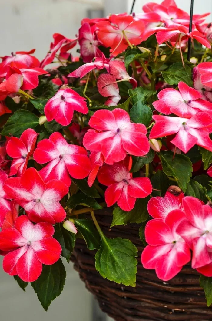 Impatiens Seeds 100 Pack - Super Elfin XP Red Starburst - Busy Lizzy Impatiens Walleriana