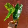 Burle Marx Philodendron Cutting | Air Roots with Multiple Nodes | Indoor/Outdoor Plant | Philodendron 'Burle Marx'