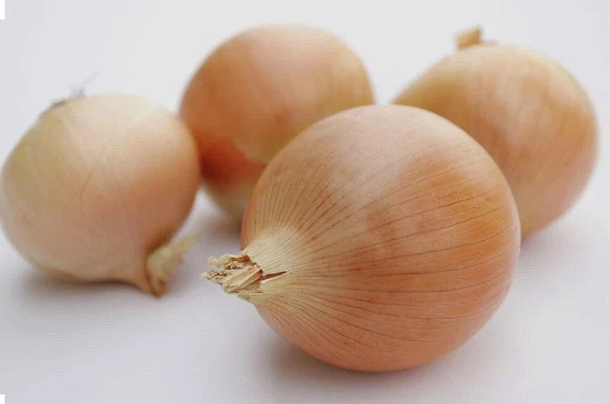 Utah Yellow Sweet Spanish Onion Seeds - 200+ or 500+ Non-GMO Open Pollinated Variety - Allium cepa